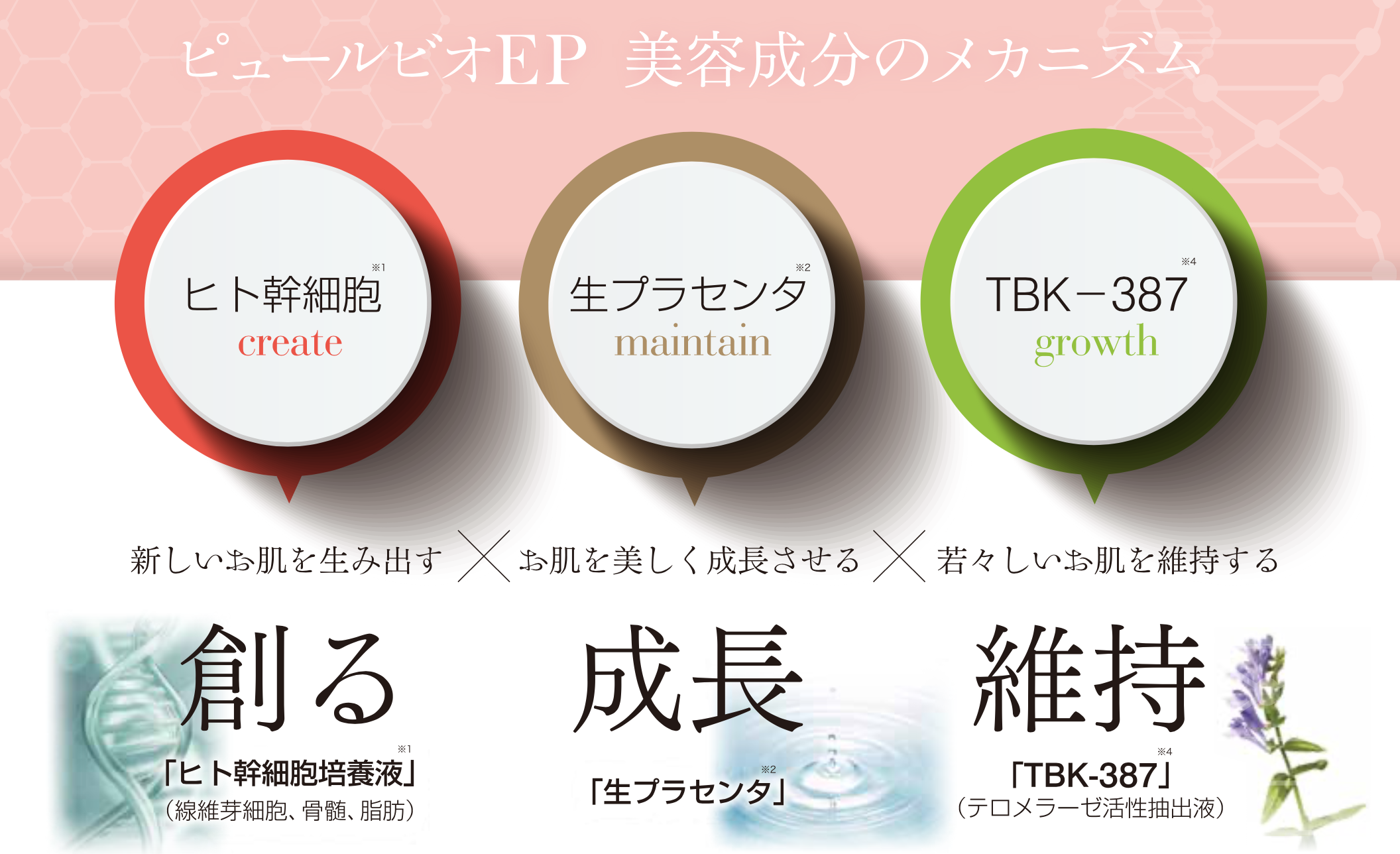 違いの分かる導入美容液♡ピュールビオEP – ピュールビオ 